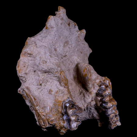 8" Subhyracodon Rhino Fossil Jaws Teeth Oligocene Epoch South Dakota Badlands