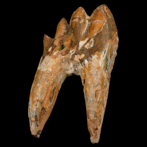 3.1" Basilosaurus Tooth Rooted Prehistoric Whale 34 Mil Yrs Old Late Eocene COA - Fossil Age Minerals