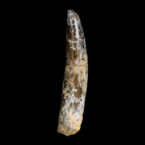 1.7" Rebbachisaurus Sauropod Fossil Tooth Early Cretaceous Dinosaur COA, Display - Fossil Age Minerals