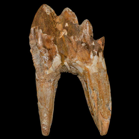 3.1" Basilosaurus Tooth Rooted Prehistoric Whale 34 Mil Yrs Old Late Eocene COA - Fossil Age Minerals