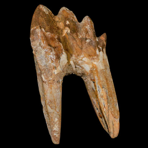 3.1" Basilosaurus Tooth Rooted Prehistoric Whale 34 Mil Yrs Old Late Eocene COA - Fossil Age Minerals