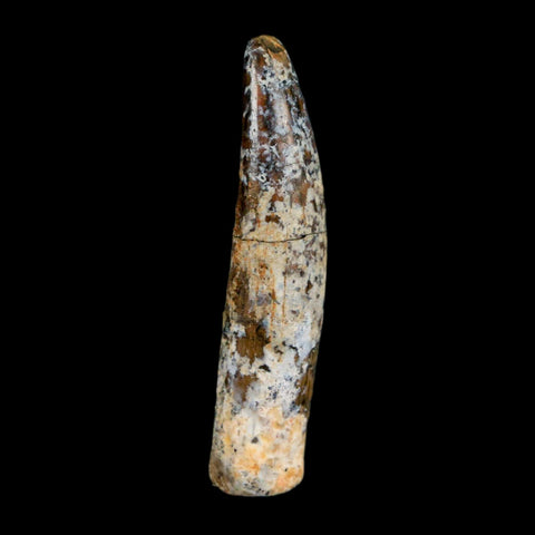 1.7" Rebbachisaurus Sauropod Fossil Tooth Early Cretaceous Dinosaur COA, Display - Fossil Age Minerals