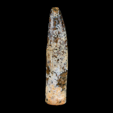 1.7" Rebbachisaurus Sauropod Fossil Tooth Early Cretaceous Dinosaur COA, Display