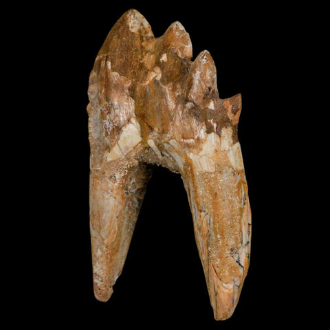 3.1" Basilosaurus Tooth Rooted Prehistoric Whale 34 Mil Yrs Old Late Eocene COA - Fossil Age Minerals