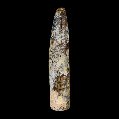 1.7" Rebbachisaurus Sauropod Fossil Tooth Early Cretaceous Dinosaur COA, Display - Fossil Age Minerals
