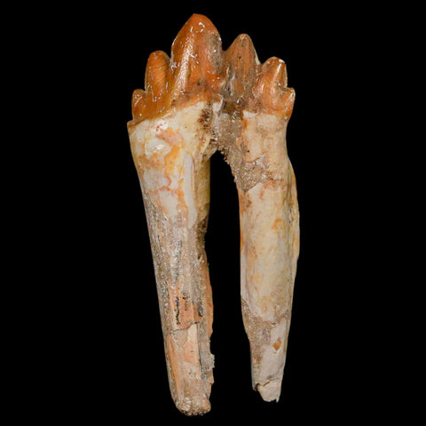 3.1" Basilosaurus Tooth Rooted Prehistoric Whale 34 Mil Yrs Old Late Eocene COA - Fossil Age Minerals