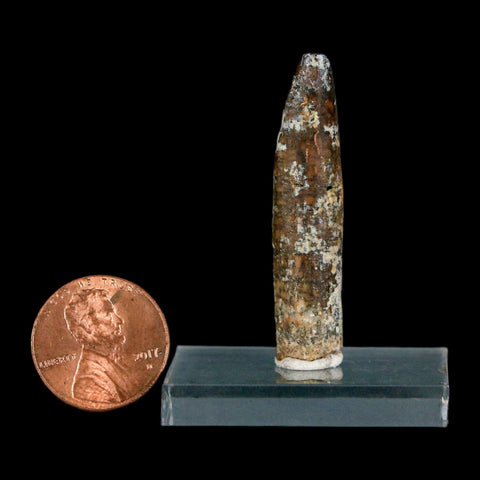 1.7" Rebbachisaurus Sauropod Fossil Tooth Early Cretaceous Dinosaur COA, Display - Fossil Age Minerals