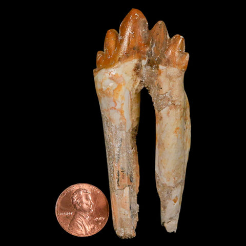 3.1" Basilosaurus Tooth Rooted Prehistoric Whale 34 Mil Yrs Old Late Eocene COA - Fossil Age Minerals