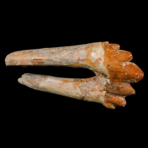 3.1" Basilosaurus Tooth Rooted Prehistoric Whale 34 Mil Yrs Old Late Eocene COA - Fossil Age Minerals