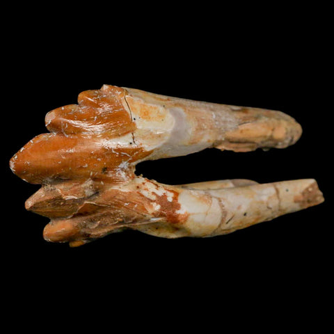 3.1" Basilosaurus Tooth Rooted Prehistoric Whale 34 Mil Yrs Old Late Eocene COA - Fossil Age Minerals