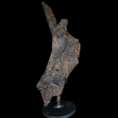 8" Juvenile Hypacrosaurus Dinosaur Fossil Pubis Two Medicine MT COA Metal Stand