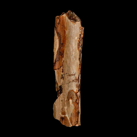 6.2" Triceratops Fossil Rib Bone Hell Creek FM Cretaceous Dinosaur MT COA Metal Stand