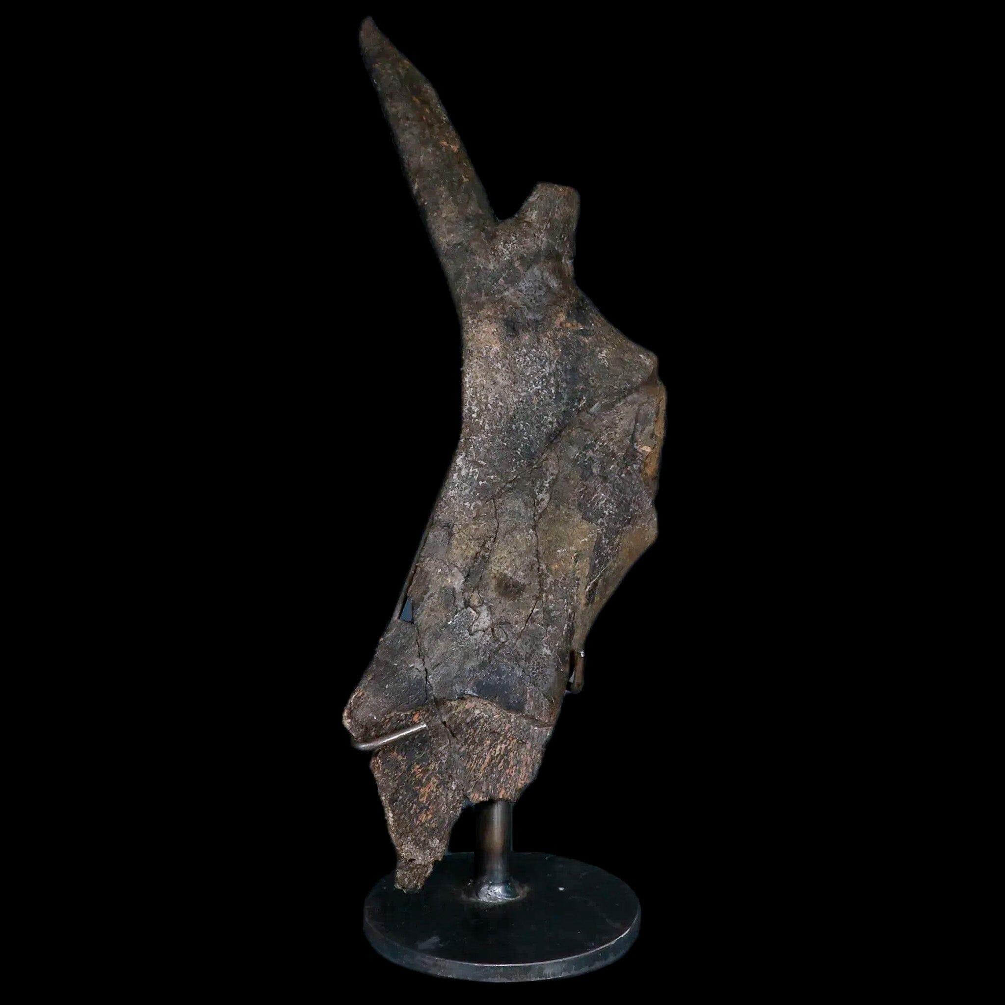 8" Juvenile Hypacrosaurus Dinosaur Fossil Pubis Two Medicine MT COA Metal Stand - Fossil Age Minerals