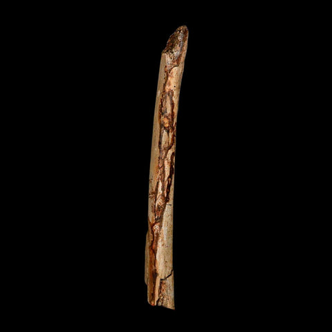 6.2" Triceratops Fossil Rib Bone Hell Creek FM Cretaceous Dinosaur MT COA Metal Stand