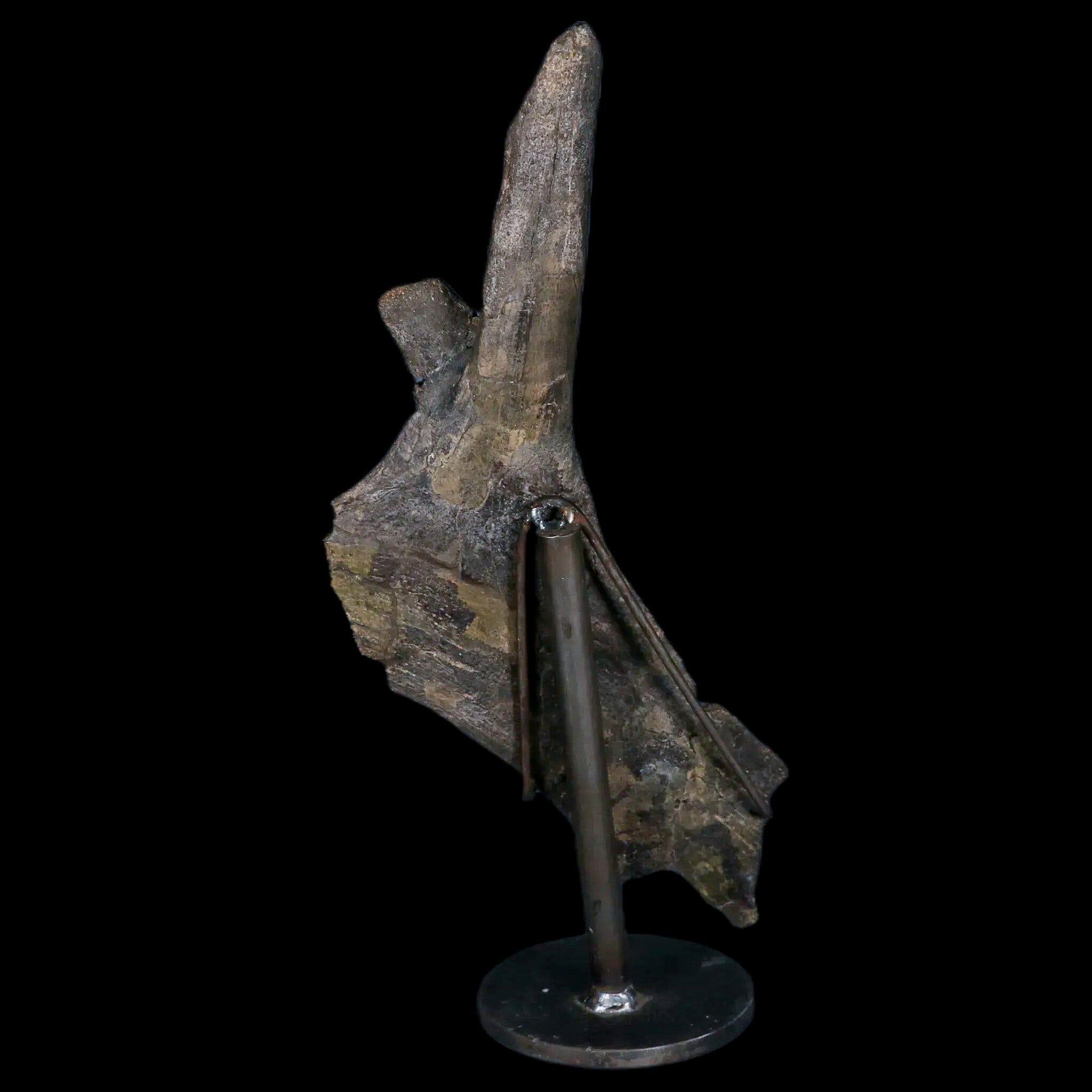 8" Juvenile Hypacrosaurus Dinosaur Fossil Pubis Two Medicine MT COA Metal Stand - Fossil Age Minerals