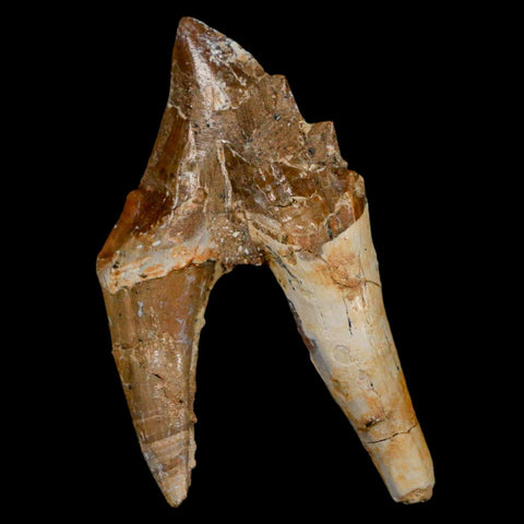 2.4" Basilosaurus Tooth Rooted Prehistoric Whale 34 Mil Yrs Old Late Eocene COA - Fossil Age Minerals