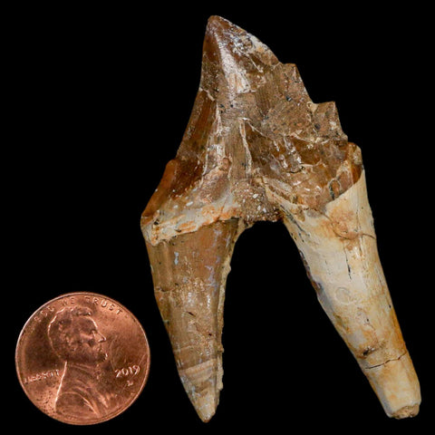 2.4" Basilosaurus Tooth Rooted Prehistoric Whale 34 Mil Yrs Old Late Eocene COA - Fossil Age Minerals