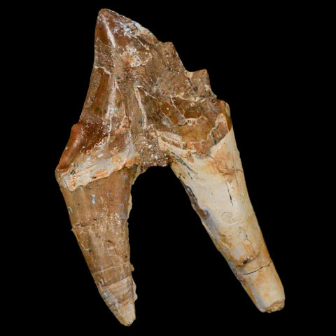 2.4" Basilosaurus Tooth Rooted Prehistoric Whale 34 Mil Yrs Old Late Eocene COA - Fossil Age Minerals