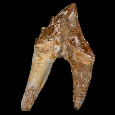 2.4" Basilosaurus Tooth Rooted Prehistoric Whale 34 Mil Yrs Old Late Eocene COA - Fossil Age Minerals