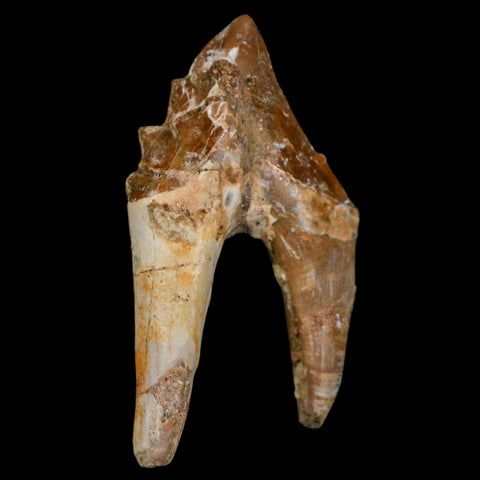 2.4" Basilosaurus Tooth Rooted Prehistoric Whale 34 Mil Yrs Old Late Eocene COA - Fossil Age Minerals