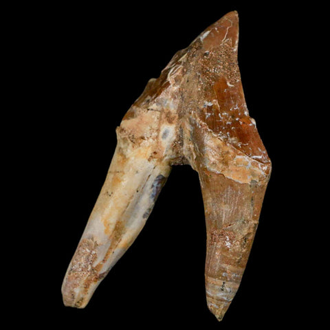 2.4" Basilosaurus Tooth Rooted Prehistoric Whale 34 Mil Yrs Old Late Eocene COA - Fossil Age Minerals