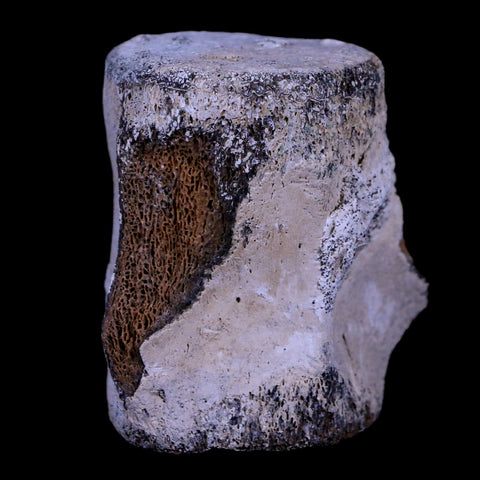 2.3" Fossil Whale Vertebrae York Town Formation Aurora, NC Miocene Age - Fossil Age Minerals