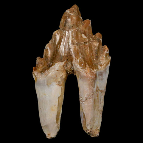 2.5" Basilosaurus Tooth Rooted Prehistoric Whale 34 Mil Yrs Old Late Eocene COA - Fossil Age Minerals