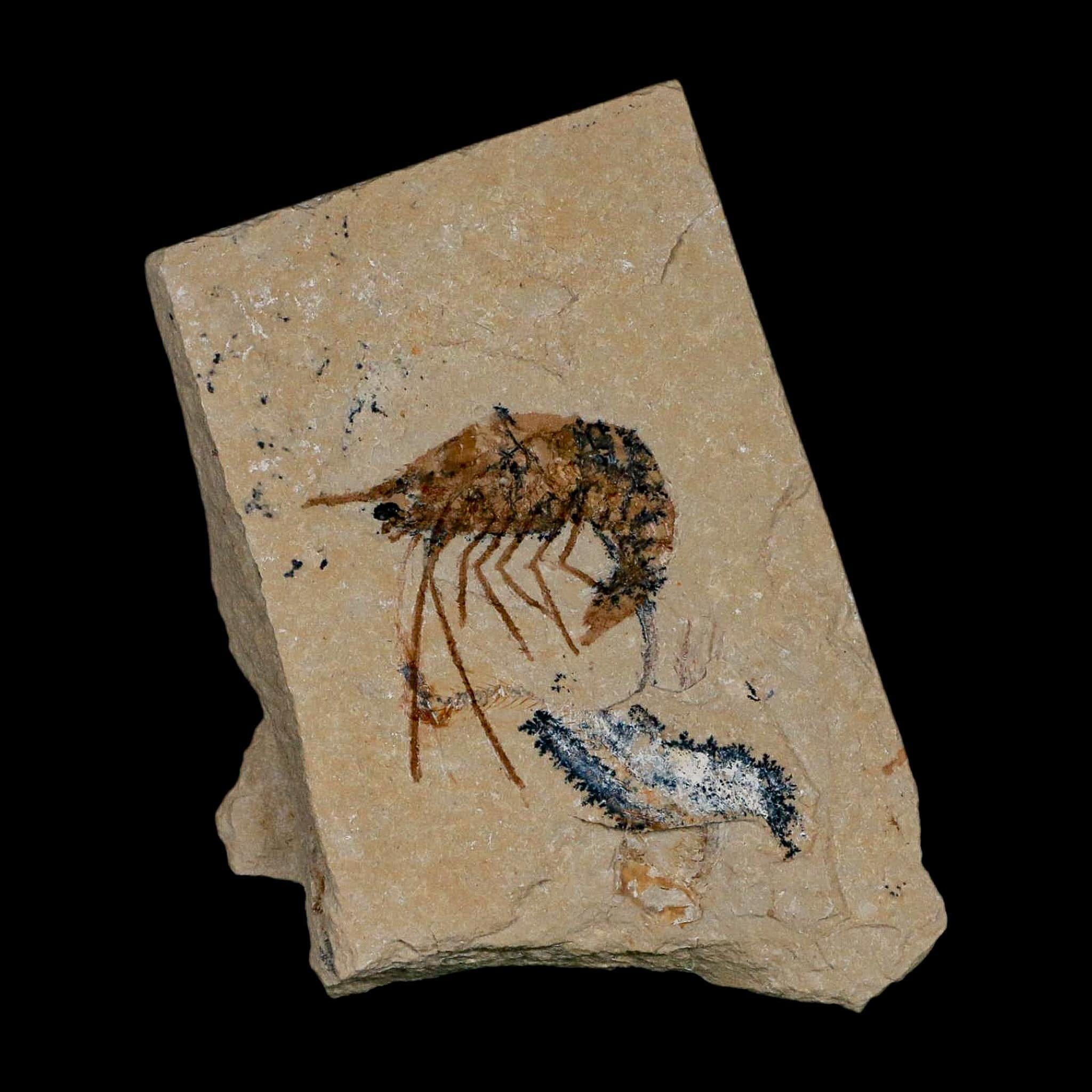 1.3" Fossil Shrimp Carpopenaeus Cretaceous Age 100 Mil Yrs Old Lebanon COA - Fossil Age Minerals