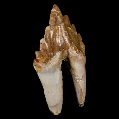 2.5" Basilosaurus Tooth Rooted Prehistoric Whale 34 Mil Yrs Old Late Eocene COA - Fossil Age Minerals