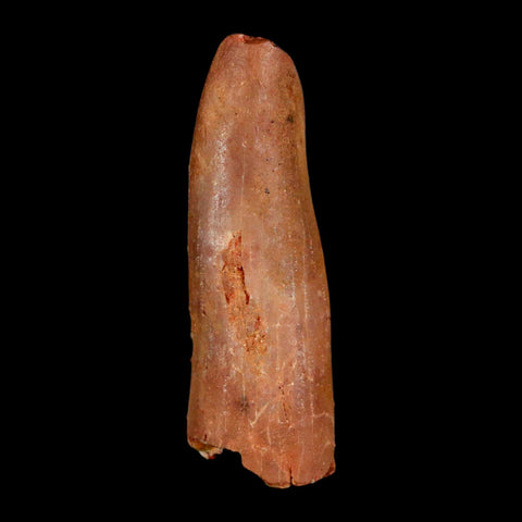 1.5" Rebbachisaurus Sauropod Fossil Tooth Early Cretaceous Dinosaur COA, Display - Fossil Age Minerals
