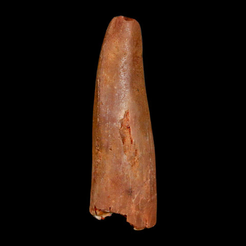 1.5" Rebbachisaurus Sauropod Fossil Tooth Early Cretaceous Dinosaur COA, Display - Fossil Age Minerals