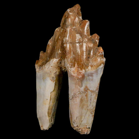 2.5" Basilosaurus Tooth Rooted Prehistoric Whale 34 Mil Yrs Old Late Eocene COA - Fossil Age Minerals