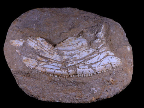 11.5" Eutrichiurides Fossil Fish Jaw Teeth In Matrix Cretaceous Dinosaur Era Morocco - Fossil Age Minerals