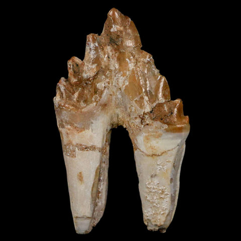 2.5" Basilosaurus Tooth Rooted Prehistoric Whale 34 Mil Yrs Old Late Eocene COA - Fossil Age Minerals