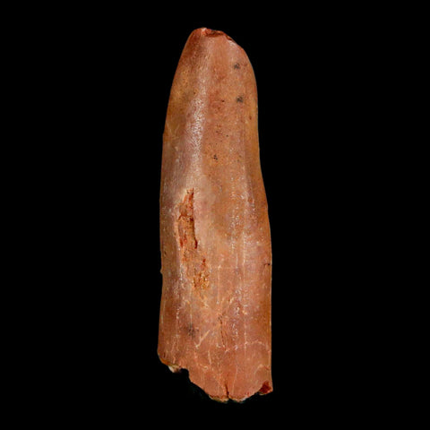 1.5" Rebbachisaurus Sauropod Fossil Tooth Early Cretaceous Dinosaur COA, Display - Fossil Age Minerals