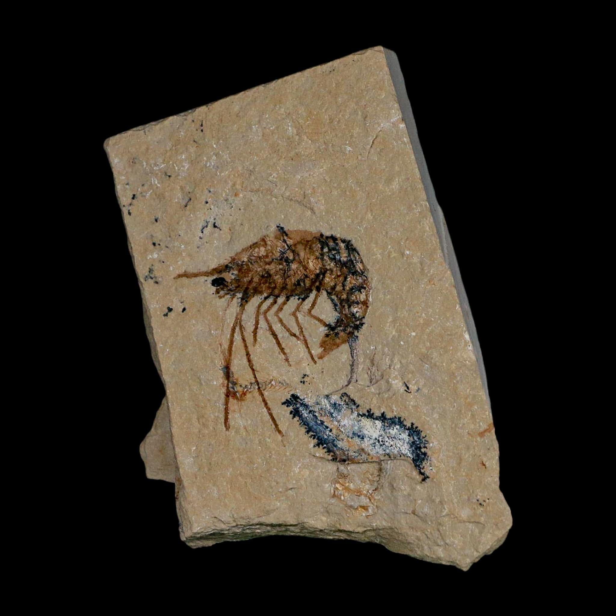 1.3" Fossil Shrimp Carpopenaeus Cretaceous Age 100 Mil Yrs Old Lebanon COA - Fossil Age Minerals