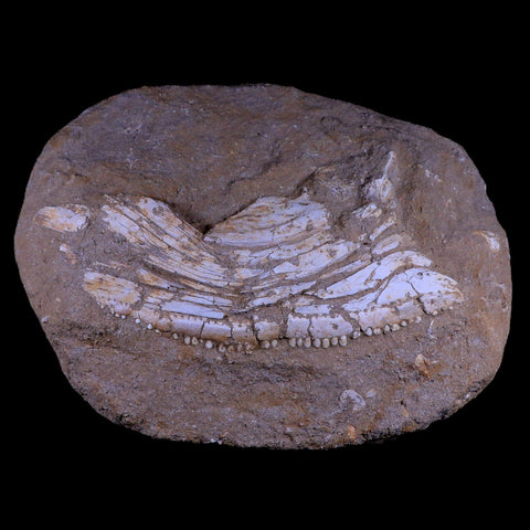 11.5" Eutrichiurides Fossil Fish Jaw Teeth In Matrix Cretaceous Dinosaur Era Morocco - Fossil Age Minerals