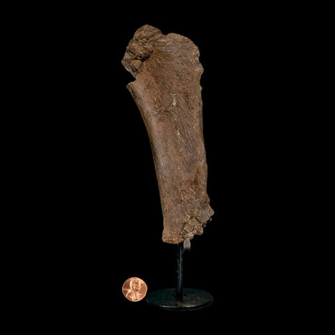 6.7" Triceratops Fossil Rib Bone Hell Creek FM Cretaceous Dinosaur MT COA Metal Stand