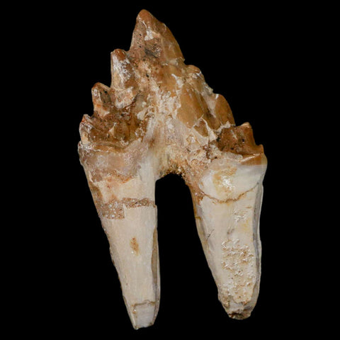 2.5" Basilosaurus Tooth Rooted Prehistoric Whale 34 Mil Yrs Old Late Eocene COA - Fossil Age Minerals