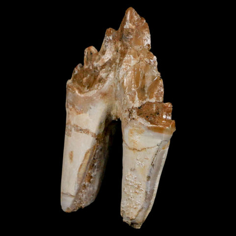 2.5" Basilosaurus Tooth Rooted Prehistoric Whale 34 Mil Yrs Old Late Eocene COA - Fossil Age Minerals