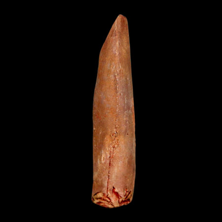 1.5" Rebbachisaurus Sauropod Fossil Tooth Early Cretaceous Dinosaur COA, Display