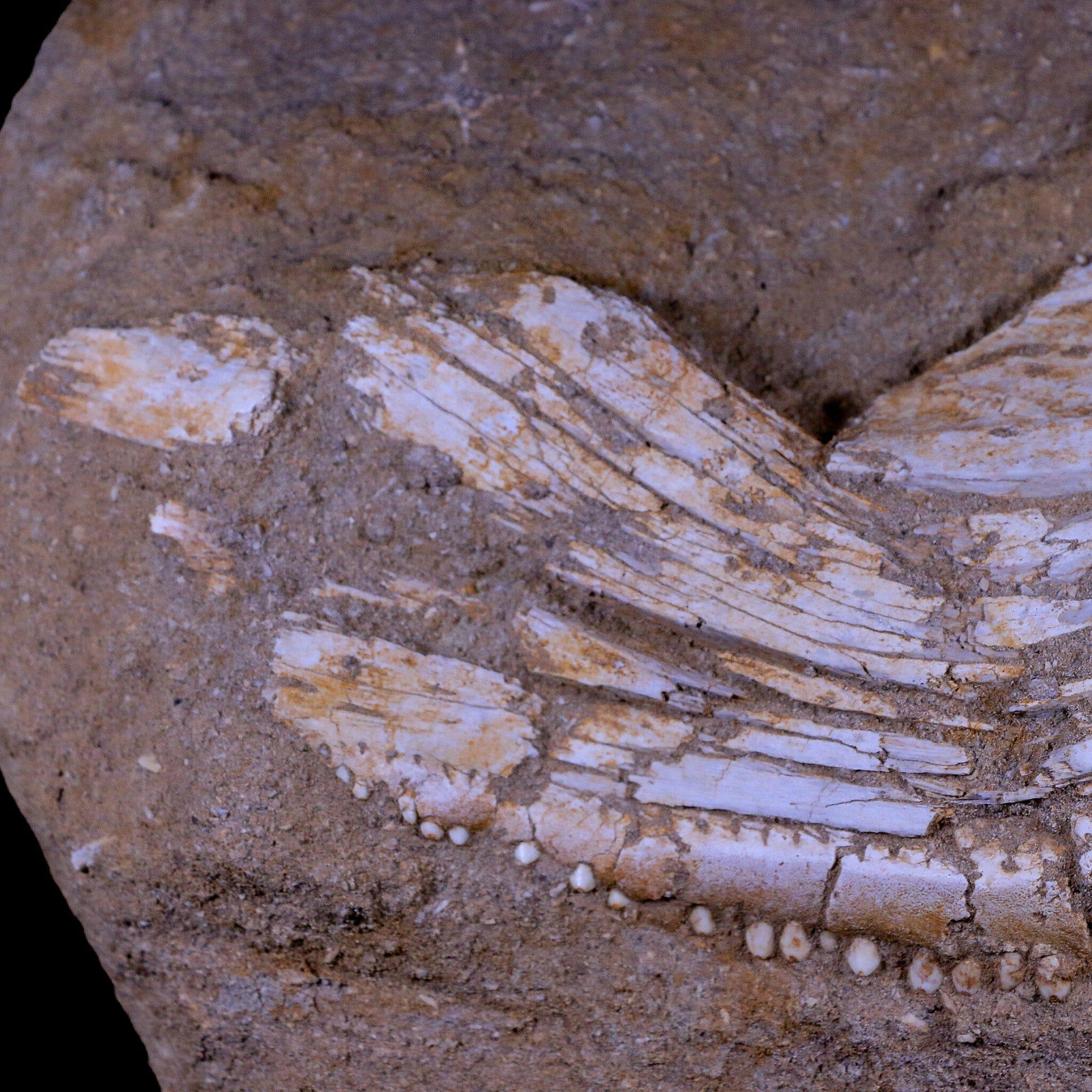 11.5" Eutrichiurides Fossil Fish Jaw Teeth In Matrix Cretaceous Dinosaur Era Morocco - Fossil Age Minerals