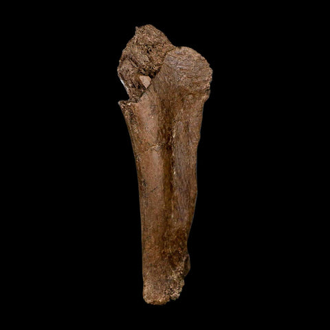 6.7" Triceratops Fossil Rib Bone Hell Creek FM Cretaceous Dinosaur MT COA Metal Stand