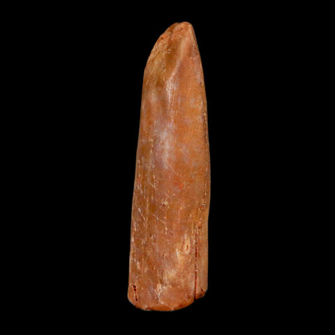 1.5" Rebbachisaurus Sauropod Fossil Tooth Early Cretaceous Dinosaur COA, Display - Fossil Age Minerals