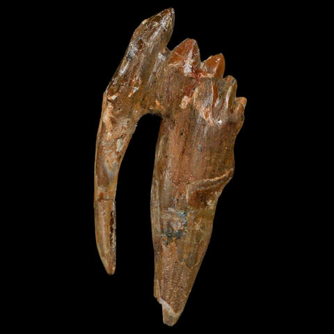 3.3" Basilosaurus Tooth Rooted Prehistoric Whale 34 Mil Yrs Old Late Eocene COA - Fossil Age Minerals