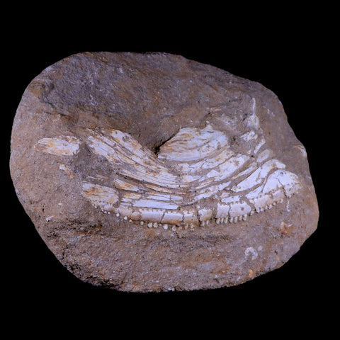 11.5" Eutrichiurides Fossil Fish Jaw Teeth In Matrix Cretaceous Dinosaur Era Morocco - Fossil Age Minerals