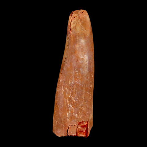 1.5" Rebbachisaurus Sauropod Fossil Tooth Early Cretaceous Dinosaur COA, Display - Fossil Age Minerals