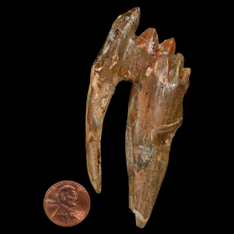3.3" Basilosaurus Tooth Rooted Prehistoric Whale 34 Mil Yrs Old Late Eocene COA - Fossil Age Minerals
