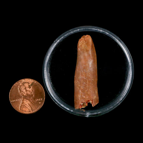 1.5" Rebbachisaurus Sauropod Fossil Tooth Early Cretaceous Dinosaur COA, Display - Fossil Age Minerals