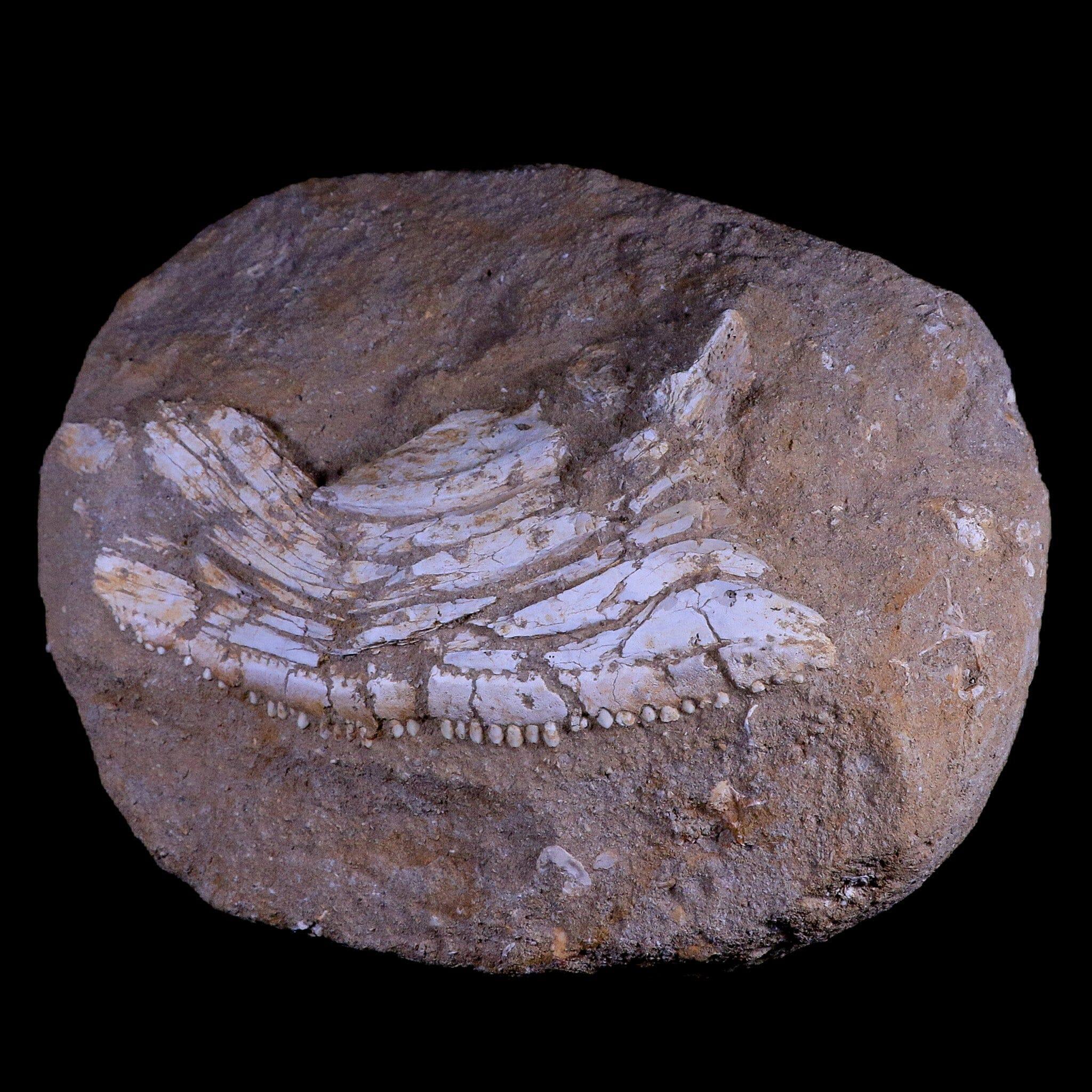 11.5" Eutrichiurides Fossil Fish Jaw Teeth In Matrix Cretaceous Dinosaur Era Morocco - Fossil Age Minerals